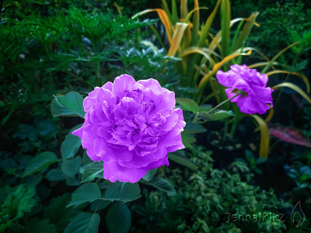 rose, roses, flower, flowers, nature, photo, images, photography, photoshop, photoshopping, photoshop CC, photos, picture, professional photographer, photographer, carnation, pink, vibrant, color, colorful, leaves, leaf, photo manipulation, manipulation, digital art, digital, rose, roses