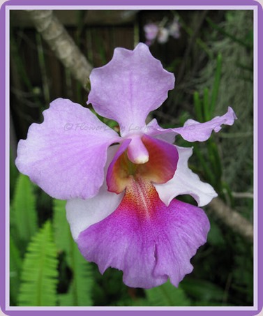 05-29-vanda