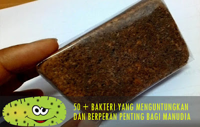 50+ Bakteri yang Menguntungkan bagi Manusia : Peranan dan Manfaatnya