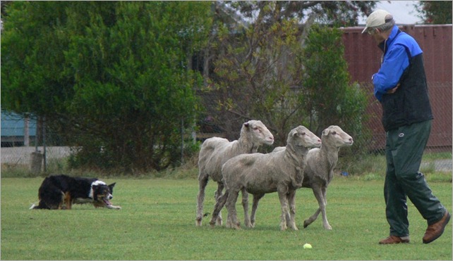 mike tig sheep