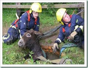 ass pit rescue