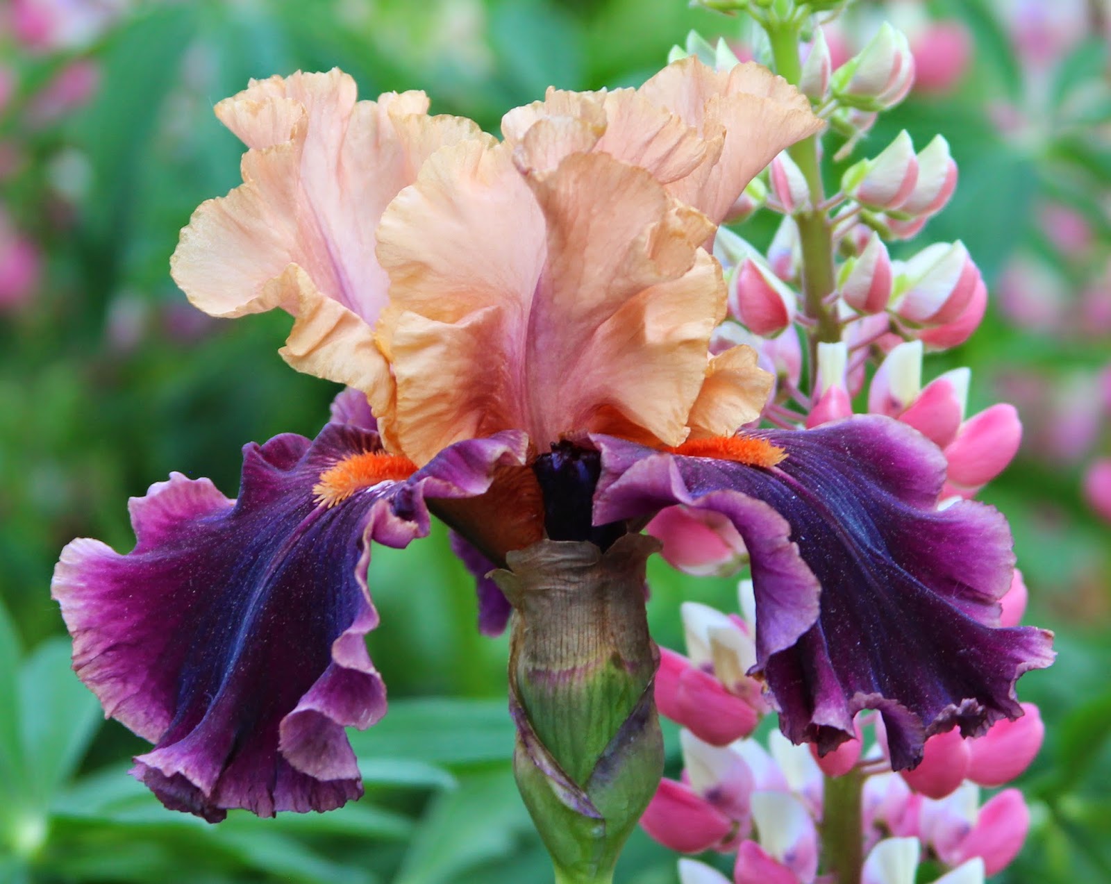 TALL BEARDED IRIS BLOOMS - 2014 - Sowing the Seeds