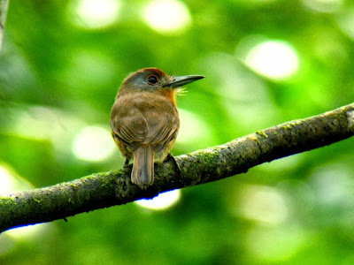 Monjilla cara gris Nonnula frontalis