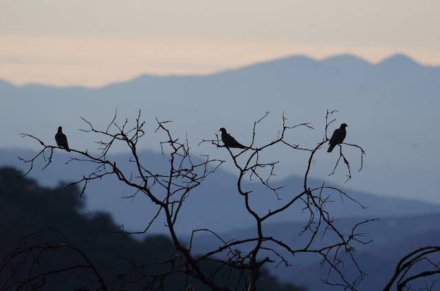 Band-tailed Pigeon mountain silhouette