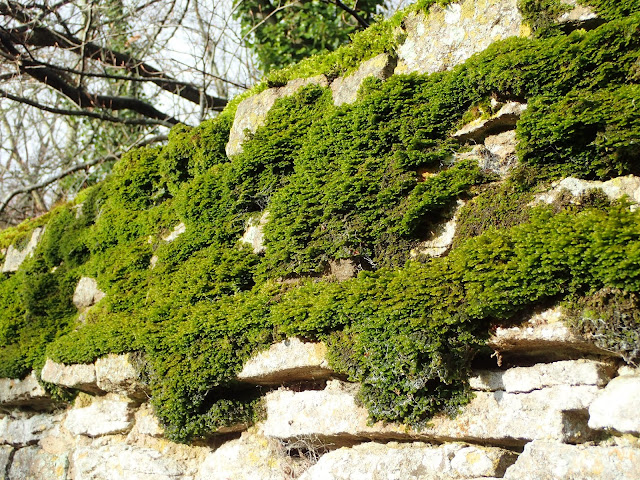 Fine sheets of Porella platyphylla in the morning sun.