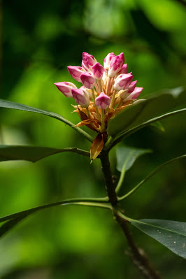 Great Rhododendron, Grotto Falls Trail, Great Smoky Mountains National Park
