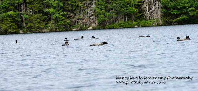 Loons on Long Pond