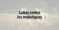  Luttez contre les moustiques