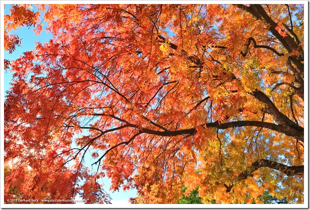 151120_Davis_fall_color_045