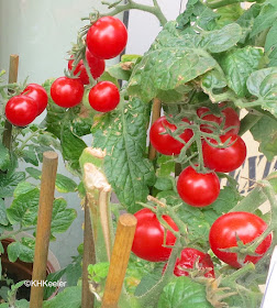 Solanum lycopersicum, tomato