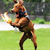 Funny Dog With Fire