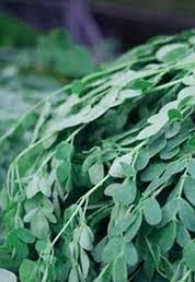 drumstic leaves