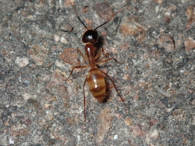 Tanaemyrmex