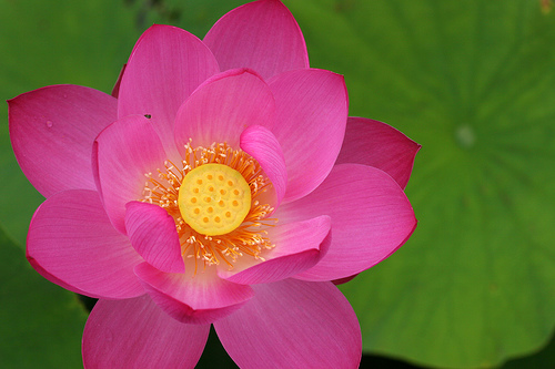 Lotus Flower