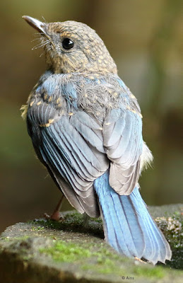 "Tickell's Blue Flycatcher, sitting on a rock on a foggy day."