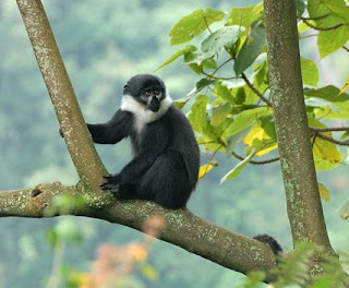 When To book Chimpanzee tracking Safari