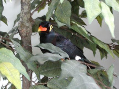  Mynah Bird Beautiful Picture