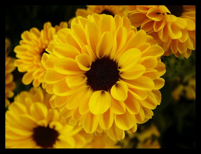 8 types of flowers Most Beautiful Flowers Photography | 640 x 489