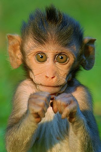 Cute Baby monkey Photo