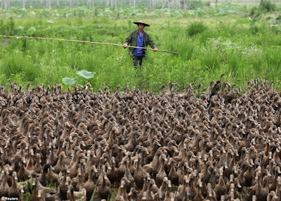 miles de patos caminan por las calles de china con el granjero y su vara