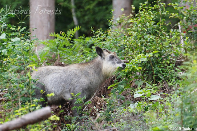 Japanese serow