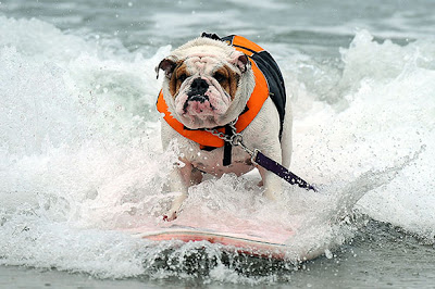 Surf Dog