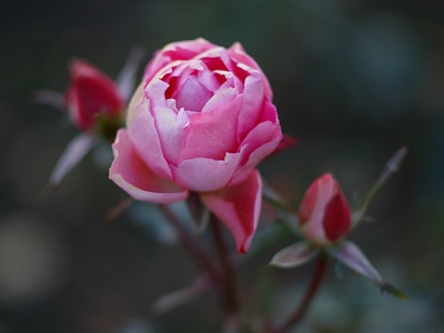 小さな写真から 冬薔薇 ふゆそうび Winter Rose