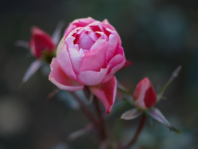 √完了しました！ 薔薇 そう び 226751-薔薇 そう び スピリチュアル