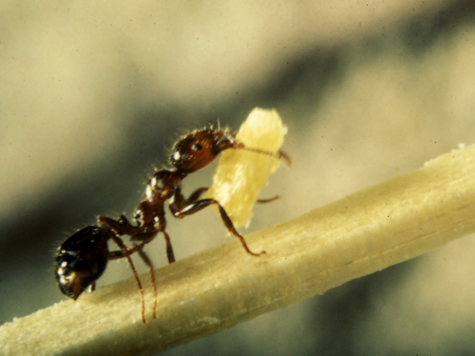 Ants HD Wallpapers | HD Wallpapers High Definition | 100% Quality HD ...