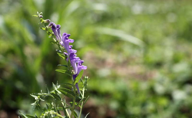 Baikal Skullcap Flowers Pictures