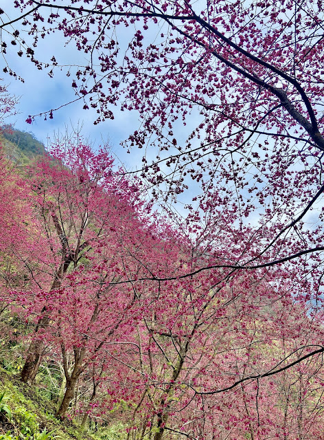 望高茶園