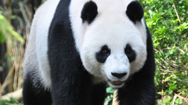Wallpaper Panda, Big, Claws, Face
