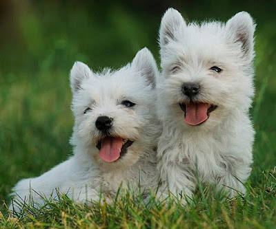 West Highland White Terrier Puppies