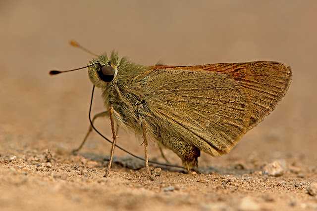 Ochlodes brahma the Himalayan Forest Darter