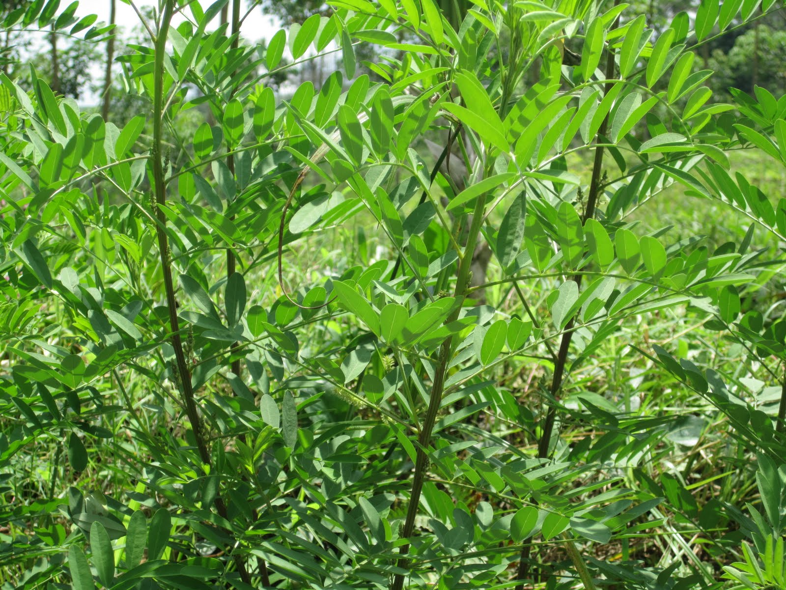  Indigo Pewarna Alam jenis jenis tanaman indigo tom