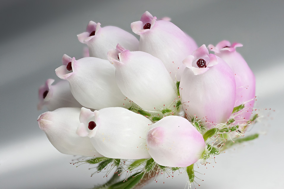 types of flowers and meanings White Heather Flower | 957 x 638