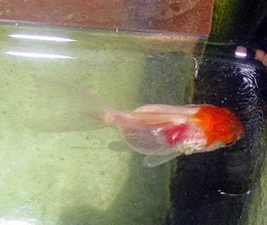 Wounded Oranda Fish