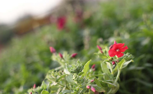 Phlox Flowers Pictures