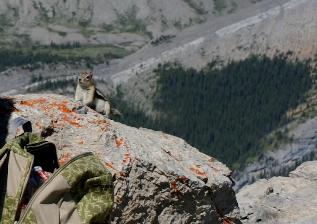 Sulphur Skyline Jasper