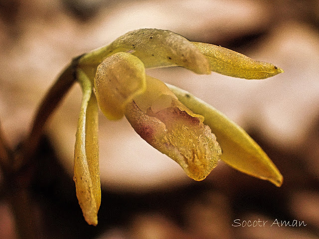 Lecanorchis suginoana