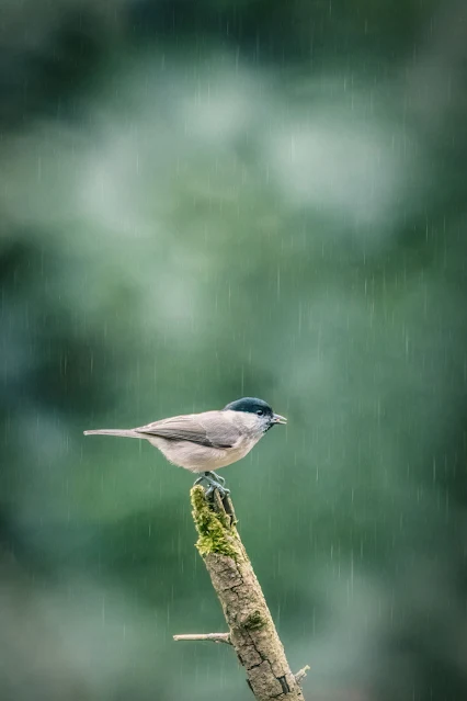 Pițigoi sur (Poecile palustris)