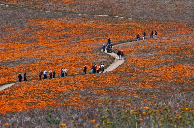 antelope-poppy-reserve-15-o