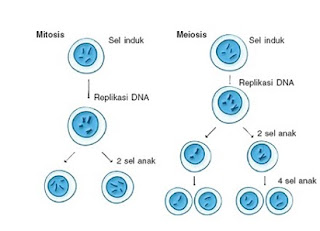 Pembelahan Mitosis dan Meiosis Beserta Gambarnya Pembelahan Mitosis dan Meiosis Beserta Gambarnya