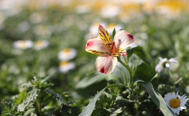 Peruvian Lily Flowers Pictures