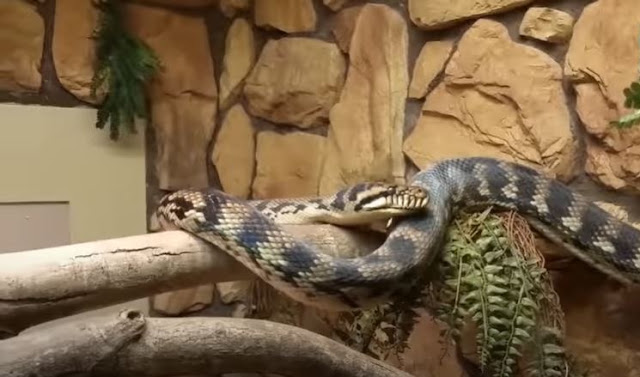 Biggest Snake In The World 2020 Must See