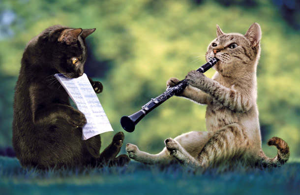 Kucing main klarinet