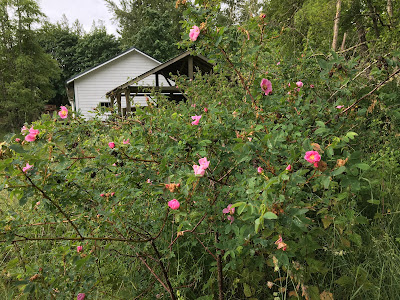 wild roses by the milk shed