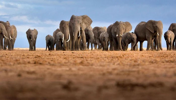 Botswana's president threatens to send 20,000 elephants to Germany