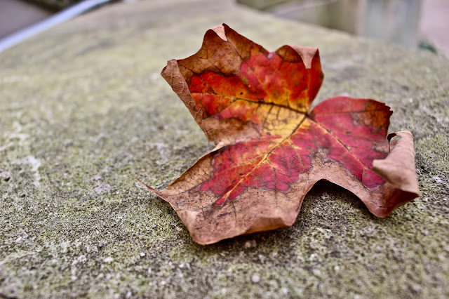 fall color, leaf, ann arbor, michigan, autumn