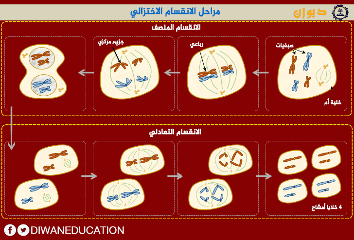 لماذا وكيف ومتى تنقسم الخلايا وما الفرق بين الانقسام الخلوي عند